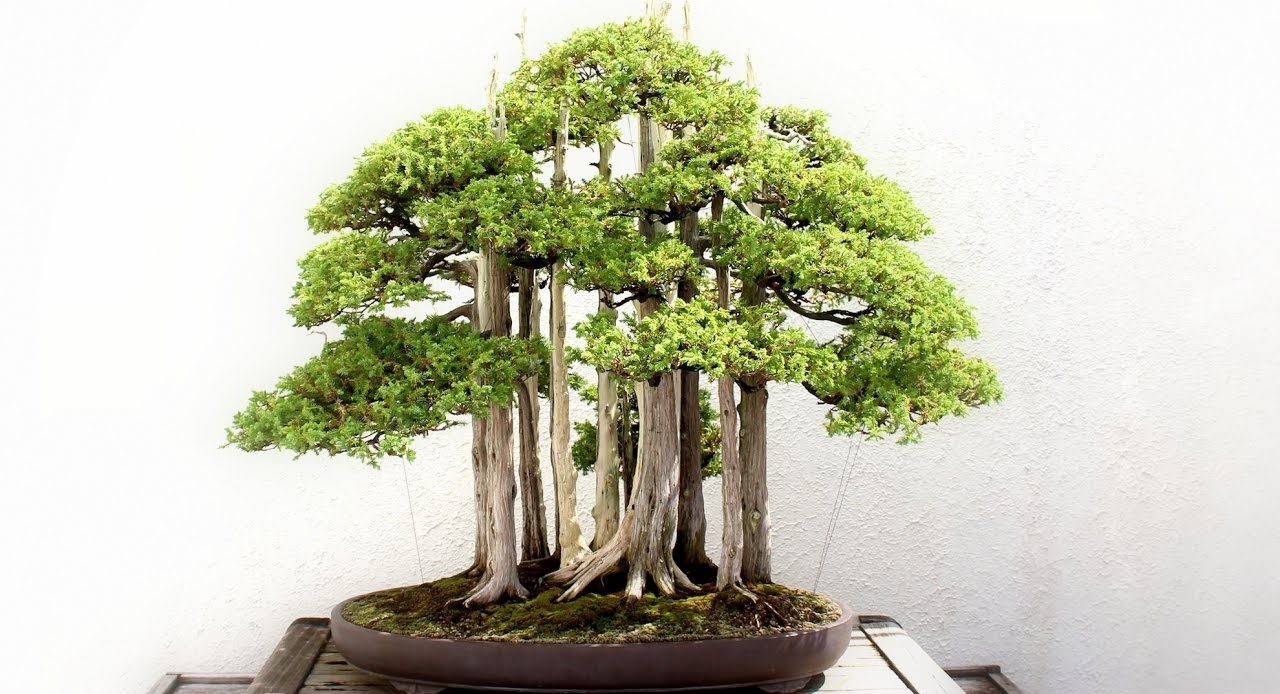 10 Foto Bonsai Termahal Dunia 2023 Harga Terbesar Terindah