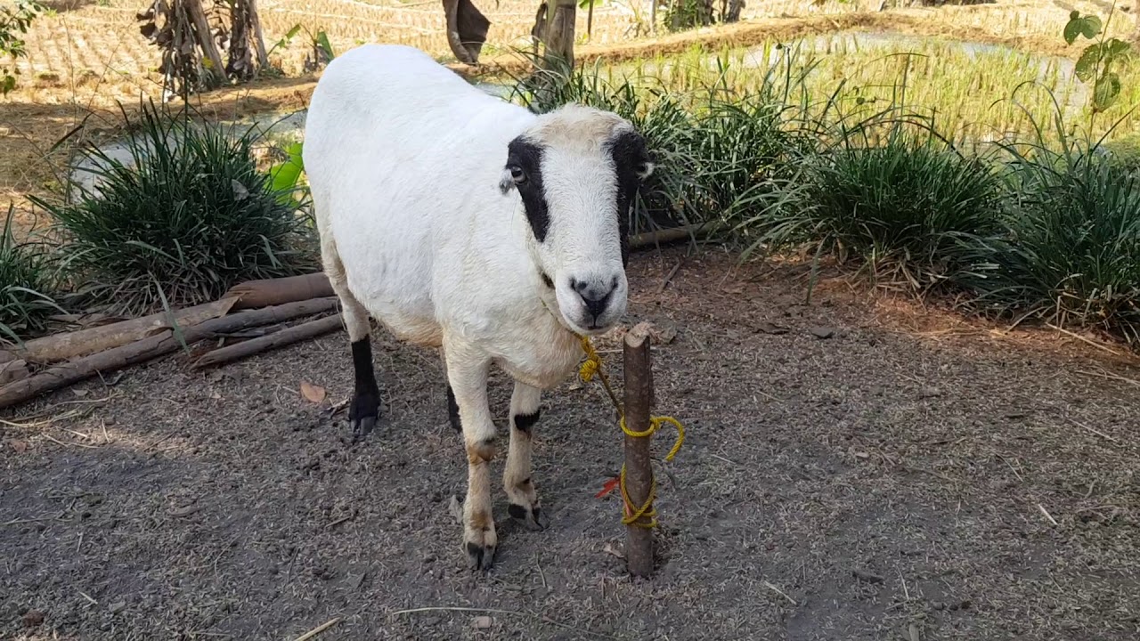 10 Domba Garut Termahal, Cocok Buat Para Pebisnis Domba! 2 10 Domba Garut Termahal, Cocok Buat Para Pebisnis Domba! 2