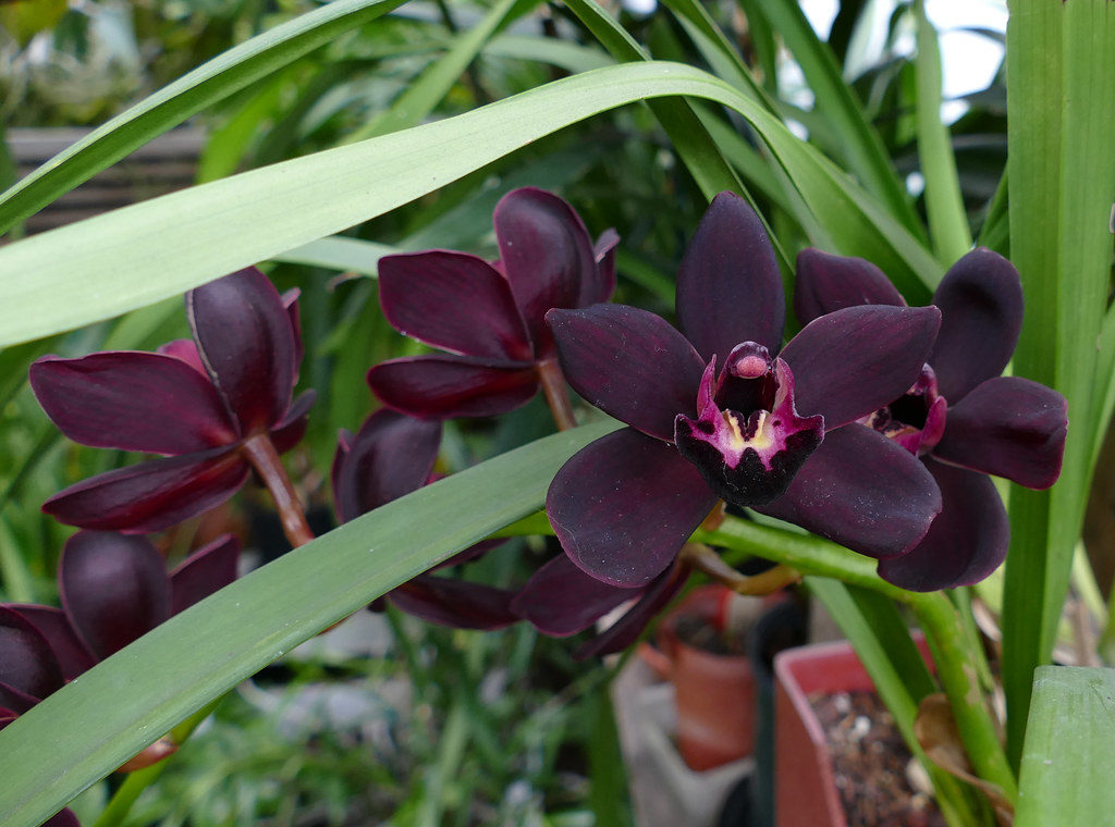 10 Jenis Bunga Anggrek Termahal di Dunia, Buat Para Kolektor Tanaman Hias! 2