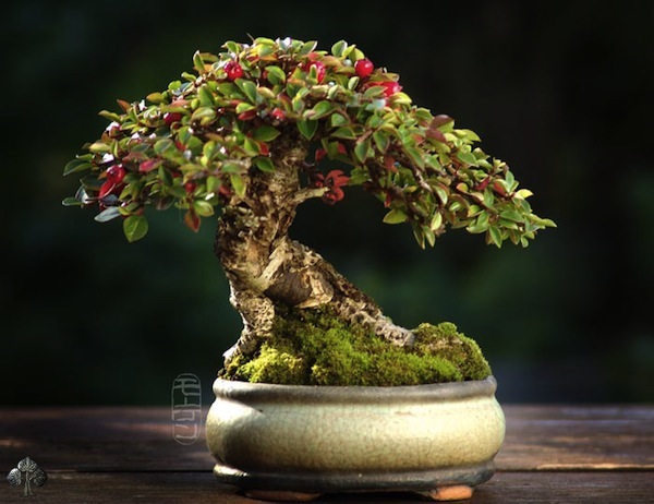 10 Bonsai Termahal di Dunia, Panggilan Buat Para Kolektor! 3