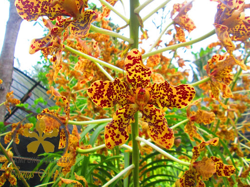 10 Jenis Bunga Anggrek Termahal di Dunia, Buat Para Kolektor Tanaman Hias! 5