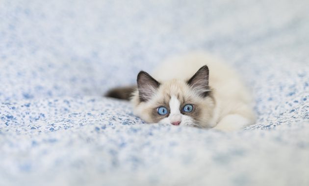 10 Rekomendasi Tempat Adopsi Kucing di Tulungagung Agar Mendapat Anabul Persia Atau Munchkin Berkualitas 7