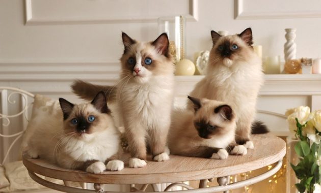 Berniat Memelihara Kucing Anggora Atau Persia? Sebaiknya Kunjungi Cathouse di Mojokerto Ini Sebagai Rujukan 1