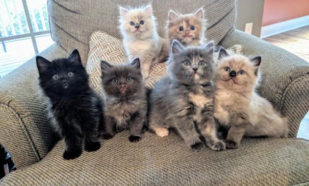 Tertarik Adopsi Kucing Anggora Maupun Persia di Wilayah Cikarang? Jangan Lewatkan Cathouse Ini 11 Tertarik Adopsi Kucing Anggora Maupun Persia di Wilayah Cikarang? Jangan Lewatkan Cathouse Ini 10