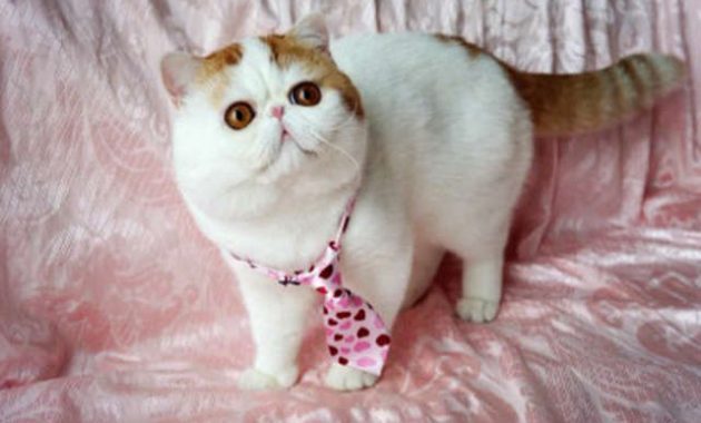 Berminat Adopsi Kucing Ras Persia, Himalaya, Atau Lainnya? Cathouse di Jember Ini Solusinya 1 Berminat Adopsi Kucing Ras Persia, Himalaya, Atau Lainnya? Cathouse di Jember Ini Solusinya 1