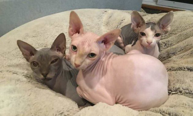 Rekomendasi Breeder dan Tempat Adopsi Kucing di Purwokerto Agar Mendapatkan Anabul Yang Cakep 4 Jual beli kucing purwokerto anggora kandang bekas hibah persia bersyarat only di tempat toko area makanan scottish kitten wilayah anakan daerah maine coon munchkin british shorthair