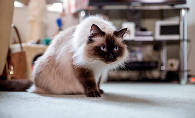 Mau Adopsi Kucing Angora Atau Peaknose Yang Berkualitas? Yuk Datang Ke Cathouse di Cimahi Ini 6 Mau Adopsi Kucing Angora Atau Peaknose Yang Berkualitas? Yuk Datang Ke Cathouse di Cimahi Ini 5