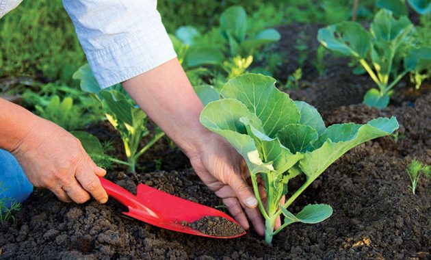 Ingin Tanaman Subur dan Buahnya Lebat? 10 Rekomendasi Toko Pertanian di Bandung Ini Solusinya 1 Toko pertanian di bandung alat tani arsya timur astana anyar alamat barat bibit mesin perlengkapan kota terdekat obat selatan alat2 kancil mas putra jawa online kimia kab kopo kabupaten lembang lengkong kecil peralatan pupuk