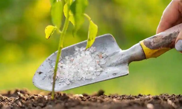 10 Toko Pertanian Andalan di Samarinda Agar Mendapatkan Hasil Panen Berkualitas dan Produktif 7 10 Toko Pertanian Andalan di Samarinda Agar Mendapatkan Hasil Panen Berkualitas dan Produktif 7