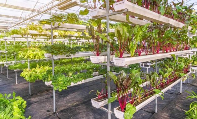 10 Rekomendasi Toko Pertanian Andalan di Tulungagung Untuk Mendapatkan Saprotan Berkualitas 1 Toko pertanian di tulungagung alat fast alamat bandung ngantru terbesar terlengkap alam subur kabupaten jawa timur bhakti pertiwi ngunut campurdarat obat hidroponik konco tani pupuk dan benih grosir