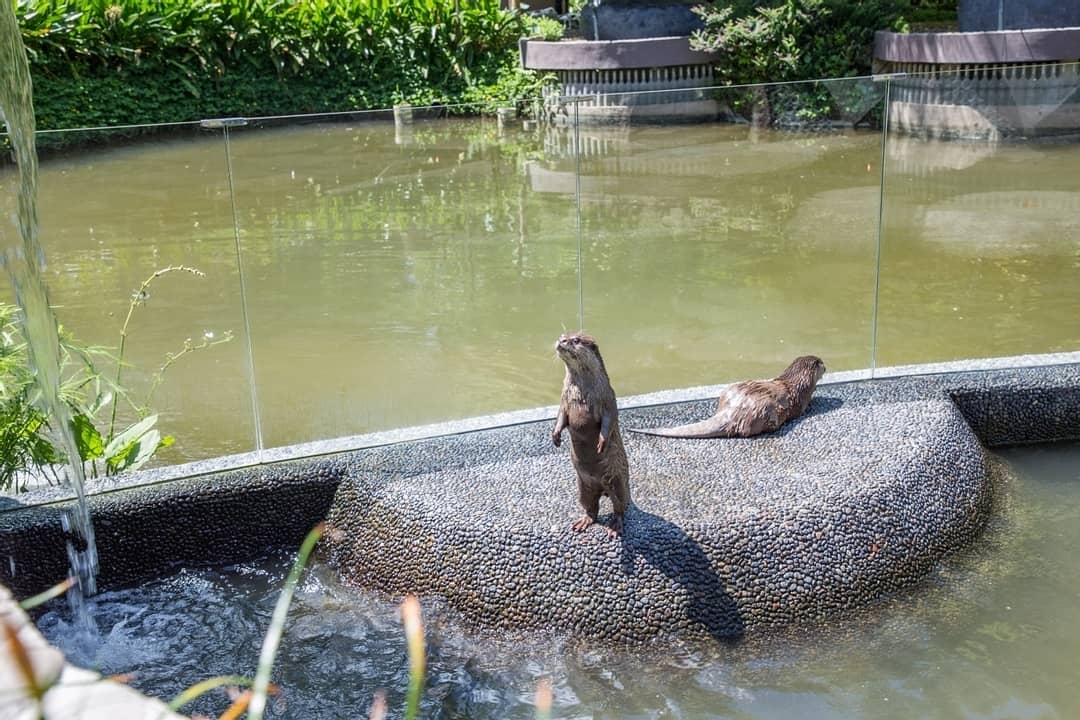 Padma Resort, Penginapan Mewah Dengan Mini Zoo Serta Kolam Renang Infinity Terpanjang di Ubud 7 Padma Resort, Penginapan Mewah Dengan Mini Zoo Serta Kolam Renang Infinity Terpanjang di Ubud 7