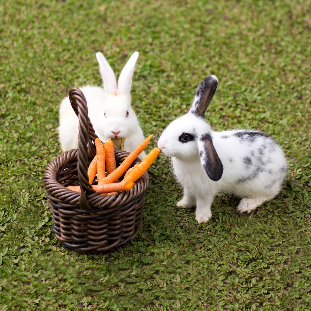 Padma Resort, Penginapan Mewah Dengan Mini Zoo Serta Kolam Renang Infinity Terpanjang di Ubud 8 Padma Resort, Penginapan Mewah Dengan Mini Zoo Serta Kolam Renang Infinity Terpanjang di Ubud 8