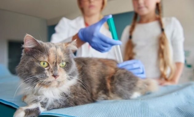 Sedang Cari Dokter Hewan Terbaik di Banjarbaru Untuk Dijadikan Langganan, Ini Dia Daftarnya 1