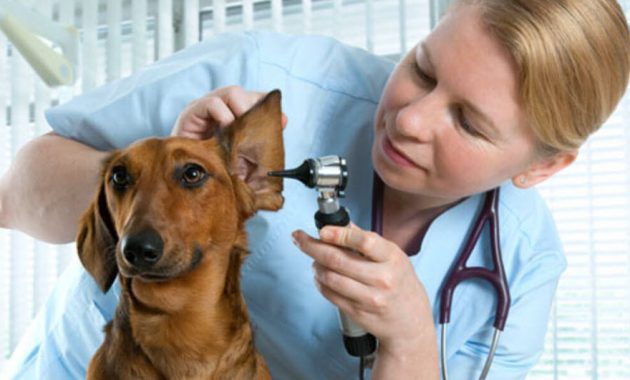 10 Rekomendasi Dokter Hewan Terdekat di Bogor, Tarif Pemeriksaan Murah Mulai Dari 75 Ribu Saja 3