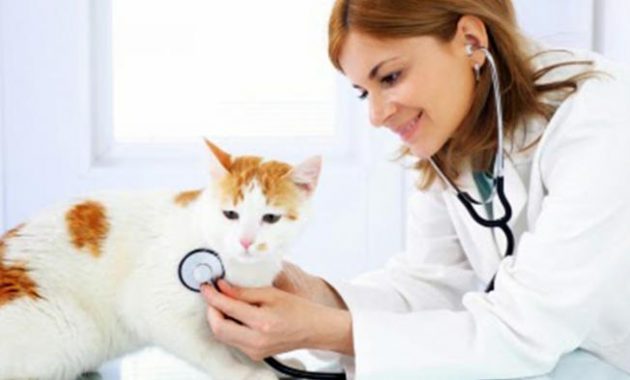10 Referensi Dokter Hewan Pilihan Untuk Pet Lovers Yang Ada di Cirebon, Simak Daftar Ini 7