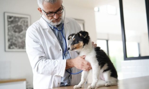 10 Rekomendasi Dokter Hewan di Kota Balikpapan Lengkap Dengan Alamat dan Nomor Telepon 2 10 Rekomendasi Dokter Hewan di Kota Balikpapan Lengkap Dengan Alamat dan Nomor Telepon 2