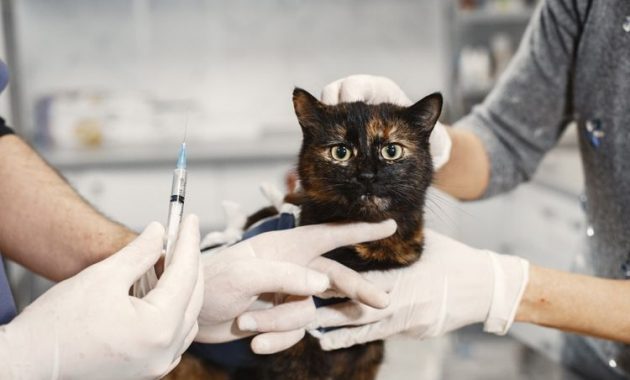 Rekomendasi Dokter Hewan Terbaik di Bekasi Yang Bisa Dikunjungi Saat Peliharan Terserang Penyakit 8 Rekomendasi Dokter Hewan Terbaik di Bekasi Yang Bisa Dikunjungi Saat Peliharan Terserang Penyakit 8