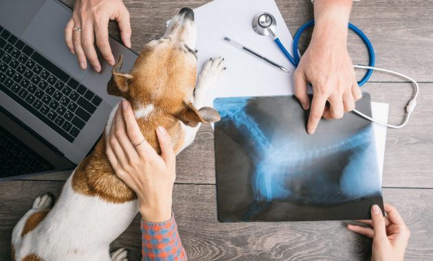 10 Rekomendasi Dokter Hewan Terdekat di Garut dan Sekitarnya Dengan Harga Terjangkau 6 10 Rekomendasi Dokter Hewan Terdekat di Garut dan Sekitarnya Dengan Harga Terjangkau 6