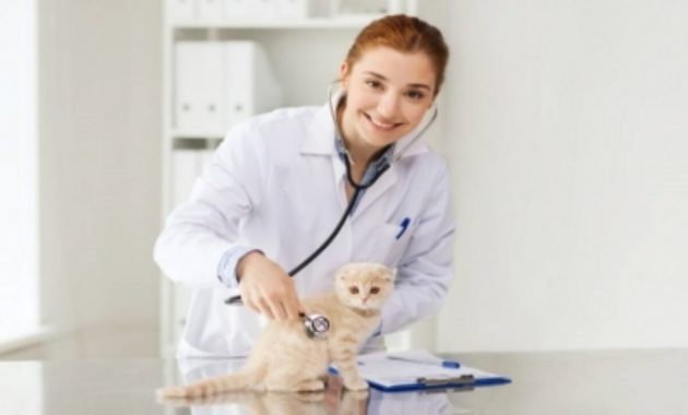 Pet Kesayangan Kamu Sedang Sakit, Yuk Segera Bawa Ke Dokter Hewan di Padang Berikut Ini 4
