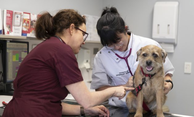 Ini Dia Informasi Seputar Dokter Hewan di Wilayah Jakarta Pusat Yang Terbaik, Simak Berikut Ini 5 Ini Dia Informasi Seputar Dokter Hewan di Wilayah Jakarta Pusat Yang Terbaik, Simak Berikut Ini 5