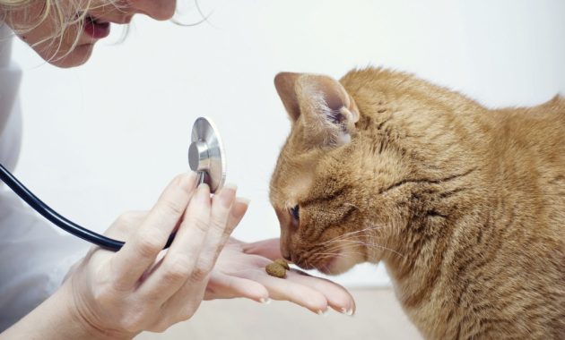 Rekomendasi Dokter Hewan di Pontianak Terbaik dan Terpercaya Yang Menawarkan Pelayanan Bagus 1 Rekomendasi Dokter Hewan di Pontianak Terbaik dan Terpercaya Yang Menawarkan Pelayanan Bagus 1