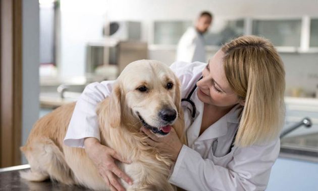 Ini Dia 10 Rekomendasi Dokter Hewan Terpercaya di Kota Madiun Dengan Harga Terjangkau 8