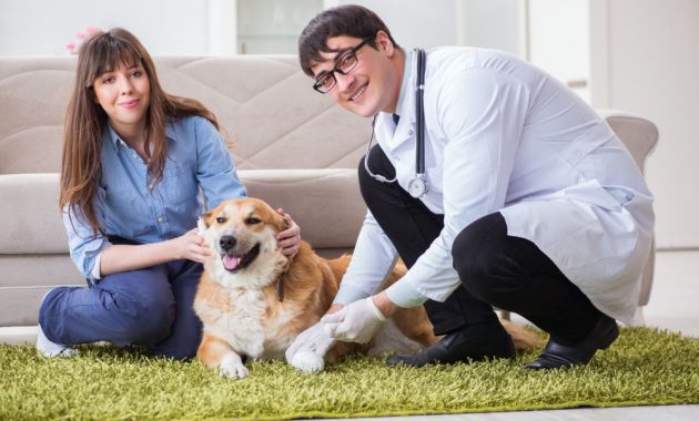 10 Daftar Rekomendasi Dokter Hewan di Wilayah Kelapa Gading Yang Bisa Pet Lovers Kunjungi 1