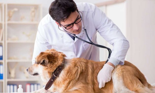 Rekomendasi Dokter Hewan di Tasikmalaya, Lengkap Dengan Alamat Serta Nomor Telepon 2 Rekomendasi Dokter Hewan di Tasikmalaya, Lengkap Dengan Alamat Serta Nomor Telepon 2