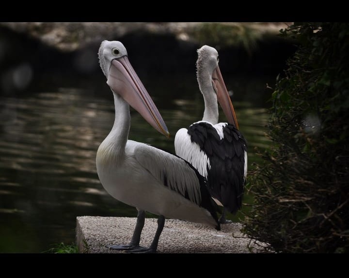 Flamingo di Ragunan Zoo Jakarta Selatan